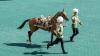 Turkmenistan's 'heavenly' Akhal-Teke horses celebrated in annual beauty pageants