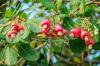ACA; Tanzania a global hub for cashew learning