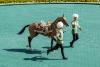 Rare access for journalists: Turkmenistan's 'heavenly' horses at the heart of fervent state cult