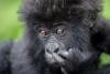 Gorilla tourism quietly rebuilding communities around Bwindi