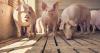Different starting points, shared concerns in sustainable pig nutrition
