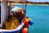 Nineteen Foreign Fishers Convicted In Australian Waters