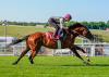 The Betfred Derby Pedigree and Form Notebook