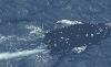 ‘OUR BORDERS ARE CLOSED’: DHS Warns Migrants After 240 Rescued From Sinking Boat