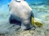 Offshore oil and gas expansion threatens key marine ecosystems, report warns