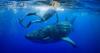 Meet Larry, the giant visitor that is helping scientists unlock ocean mysteries