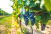 Arkansas grape field day July 28