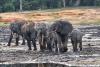 Mongabay Africa’s most-read stories so far in 2026