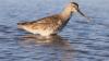 Baja California Sur a Winter Refuge for Migratory Birds