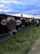 Idaho family dairy milks Brown Swiss, Holsteins