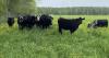 Louisiana cattle ranchers urged to prepare as deadly parasite reaches Texas