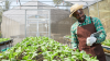Could Montserrat Feed Itself After a Hurricane?