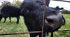 Trump pauses tariff on imported beef with pushback from ranchers, some America First advocates