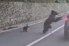 Bear Attacks Tourist and Tries to Drag Him from Car After Man Tried to Feed Him