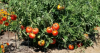 Oregon gardens bring mystery squash and jumping worms