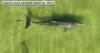 Wildlife scientists concerned with skyrocketing dolphin, fishing line cases in Indian River Lagoon