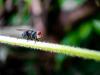 <![CDATA["This is not going to be an isolated incident": Q&A with a parasitologist on the New World screwworm's return to the US ]]>
