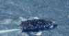 240 Migrants Rescued from Sinking, Overcrowded Boat in Atlantic Ocean
