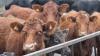 This Week in Farming: Beef insight, SFI latest and Cereals