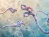 Saudi bans citizens to travel to 3 Ebola-hit nations