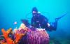 Beyond Green spotlights coral conservation projects ahead of World Oceans Day