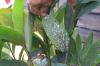 Island-wide ant infestation puts Raro’s ecosystem on the brink