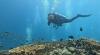 ‘The ocean has no boundaries’: Beauty and life in a war zone