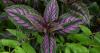 This purple plant has 'one of the most beautiful tropical foliage' for south Louisiana homes