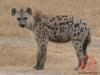 Juba hyena set for relocation to Bandingilo after days in city custody