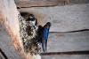 Blane Klemek Outdoors: Many members of the swallow family call Minnesota home