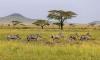 Protected parks are not enough to save Africa’s biodiversity, scientists warn