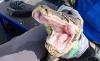 Florida snake remover grapples with hissing 'dragon' of a Burmese python in the Everglades
