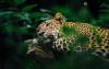 Honduran Authorities Seize Jaguar Kept as Pet, Put Spotlight on Local Trafficking