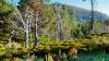 See how nature is bouncing back in these rewilded landscapes