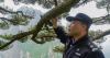This 1,000-year-old pine tree’s protector fears changing weather patterns