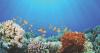 Study: Bahamas has large number of climate-resilient reefs