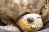 A Massive Volunteer Network in Florida Works to Save Endangered Sea Turtles