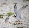 Best SW Florida reader photos include Cape Coral, Fort Myers