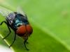 Florida Tries to Block Rescue Pets from New Mexico and Texas as Screwworm Spreads