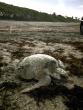 Loggerhead Marinelife Center spots rare olive ridley nest in Florida