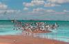 Best SW Florida reader photos include Fort Myers’ Bunche Beach
