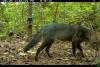 Unprecedented photos of extremely rare ‘ghost dog’ captured in Amazon rainforest