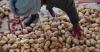 Africa’s potato potential: The path to food security and resilience