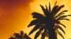 Gardening: Southwest Florida palms – Types found here, care and health