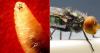Alert in Florida due to the advance of the burrowing worm in the southern U.S.