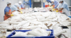 International buyers warn Chile, Peru reforms could undermine squid fishery management