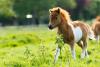 Month-old pony moves to 4th-floor apartment in Croatia, neighbours don’t mind