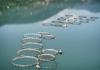Fish farm brings seafood production to Sahara camps