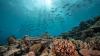 In good news for coral reefs, scientists identify where the toughest ones are