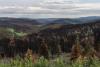 A ‘Reforestation Pipeline’ in New Mexico Trains Seedlings to Survive in Burn Scars